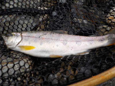 増水後、いかに?