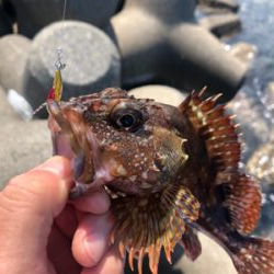 日中ライトゲーム