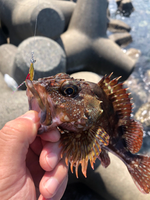 日中ライトゲーム