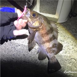 フロートメバリング