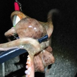 夜のオクトパッシング