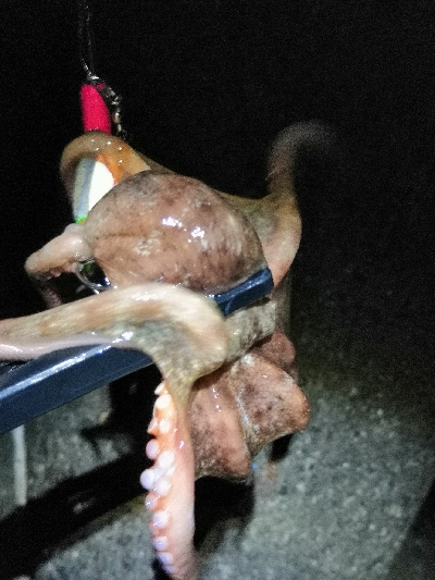 夜のオクトパッシング