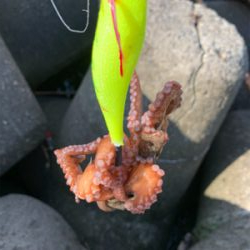 タコ、プチ爆！