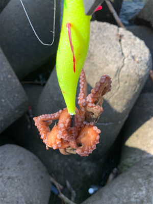 タコ、プチ爆！