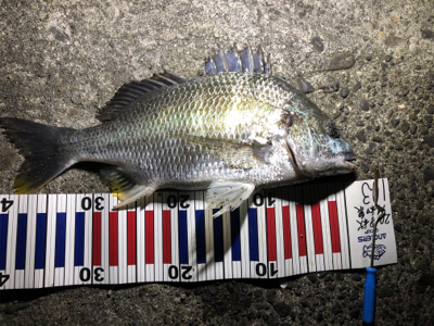 久しぶりの釣行