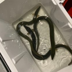 夕方のうなぎ釣り