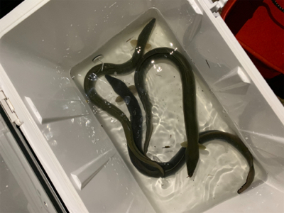 夕方のうなぎ釣り