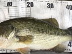 スピナベサイト