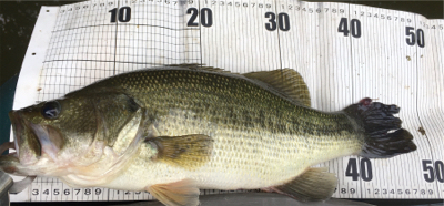 スピナベサイト