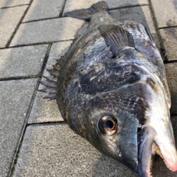 ポツリポツリとアタリが有りました