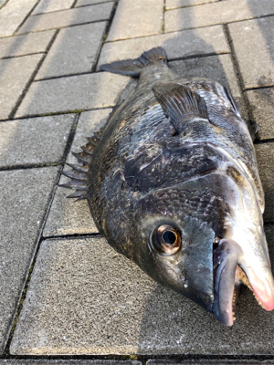 ポツリポツリとアタリが有りました