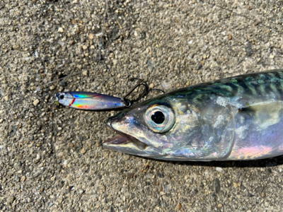 ULSJでサバサバ^_^