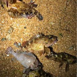 相変わらずガシラ