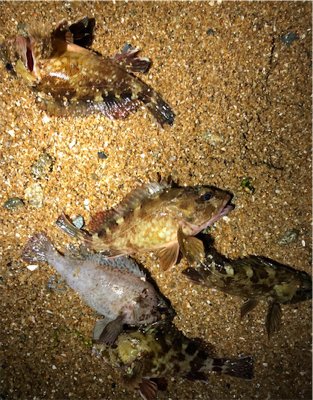 相変わらずガシラ