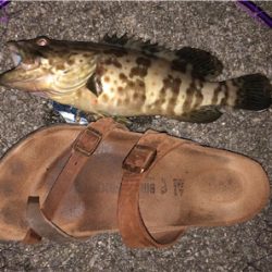 夜釣りで大物狙い