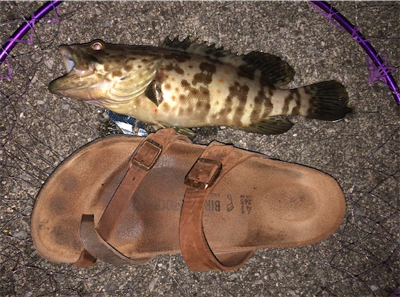 夜釣りで大物狙い