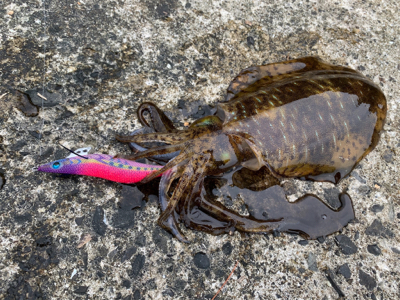 まだいた！イカ