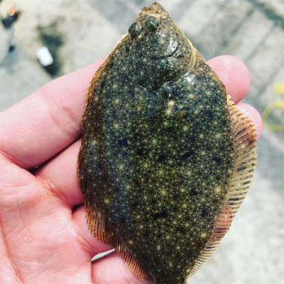 キスがいました!