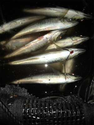 魚の活性が最高潮の夜