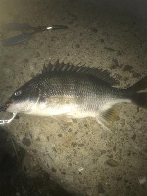 前回と同じポイントでキビレ