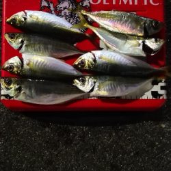 アジング練習 153