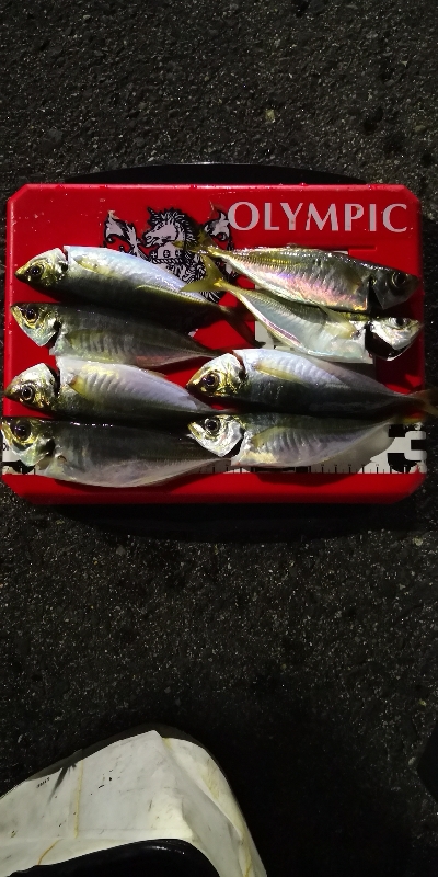 アジング練習 153