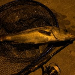 1シーバス2チーバス