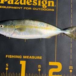 ちょっと調子に乗って貝塚釣行‼️