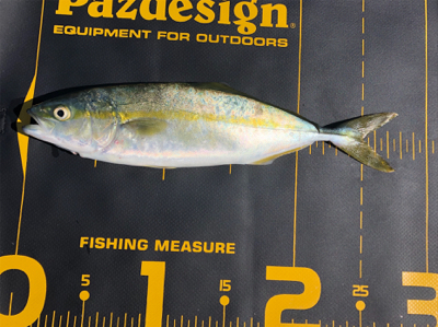 ちょっと調子に乗って貝塚釣行‼…