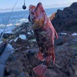 爆釣ガシラの切浜地磯