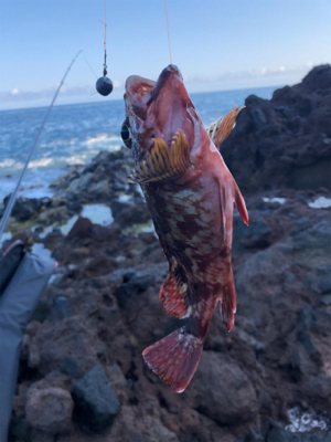 爆釣ガシラの切浜地磯