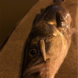 リバーシーバス！