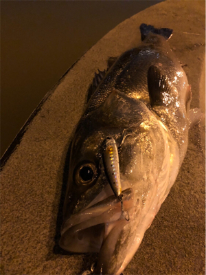 リバーシーバス！