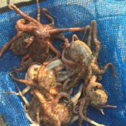 新子マダコ数釣り9杯♪