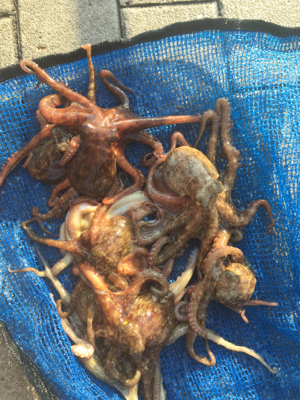 新子マダコ数釣り9杯♪