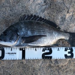 久々のチニング