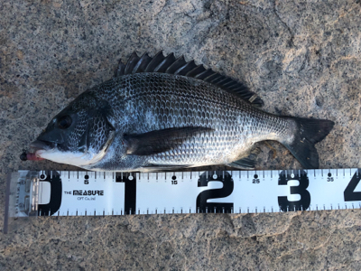 久々のチニング