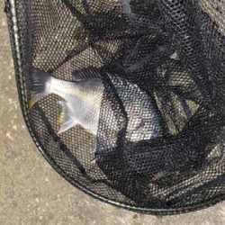 キビレからの〜まさかのランカーw