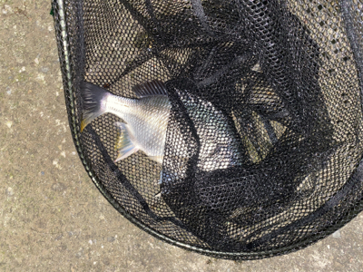 キビレからの〜まさかのランカーw