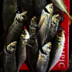 アジング 練習 154