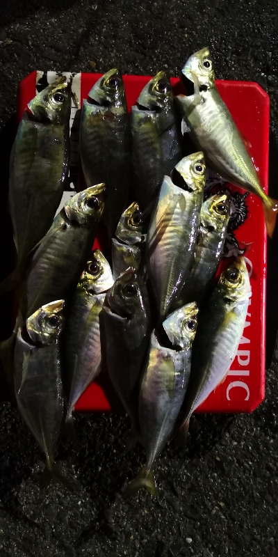 アジング 練習 154