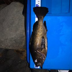 新月大潮メバリング