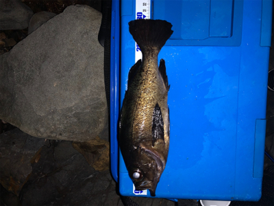 新月大潮メバリング