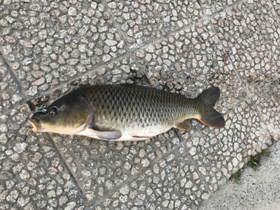 武庫川のヌシ！？