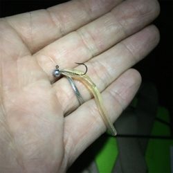 大阪湾奥アジング