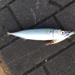 LSJ朝練するも。。相変わらず小サバ。。。