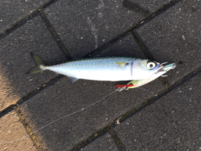 LSJ朝練するも。。相変わらず小サバ。。。…