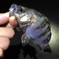 梅雨メバル釣れてます