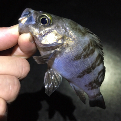 梅雨メバル釣れてます