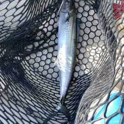 マイボートでジギング、イカメタル釣行